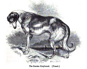 the extinct Grecian Greyhound